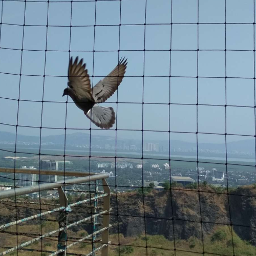 bird-netting-service-in-surat